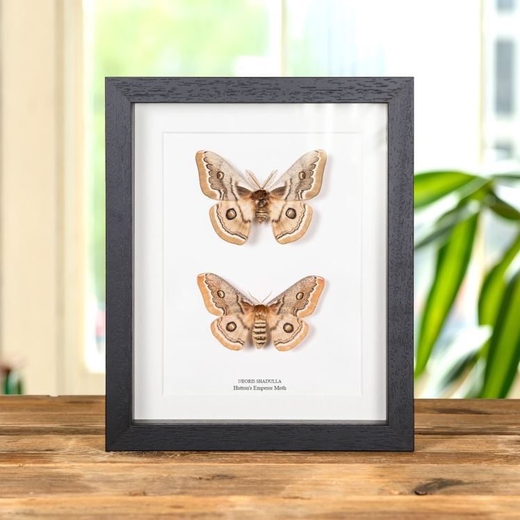Ghostly SilkMoth In Box Frame (Ceranchia apollina)