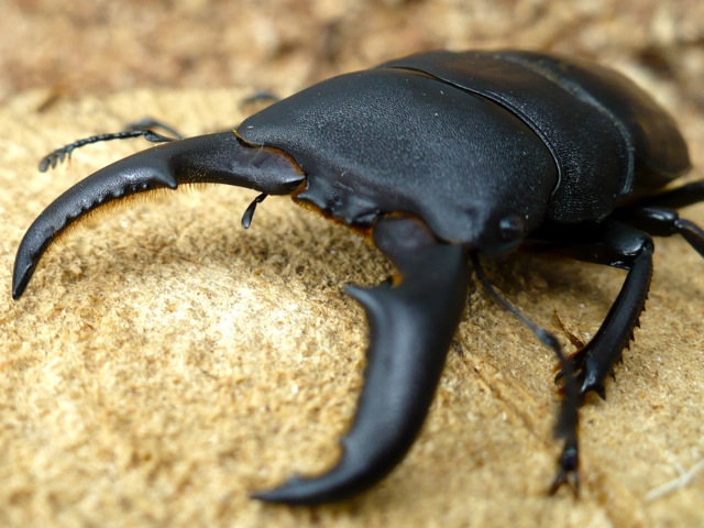 オキノエラブヒラタクワガタ特大60ミリペアの販売/クワガタ工房 虫吉