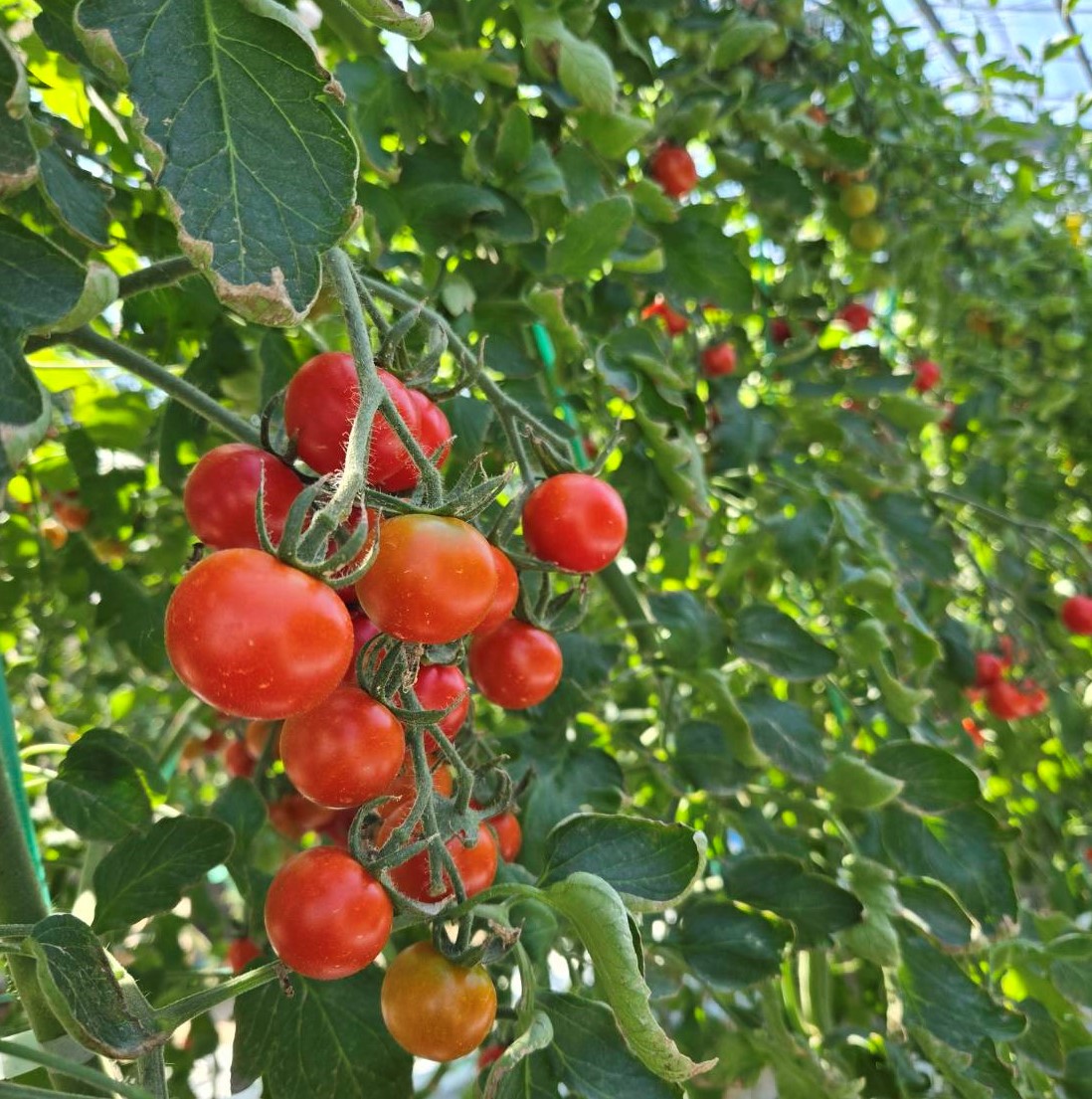 マジアマミニトマト出荷| 産地情報 | 長野県の青果物卸売業 アグリン