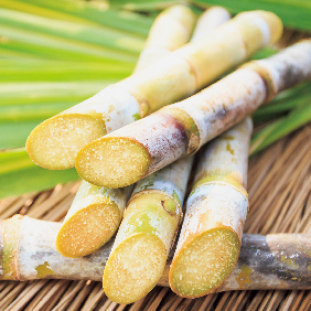 ノエビア オイルイン セラムローション｜株式会社 ノエビア