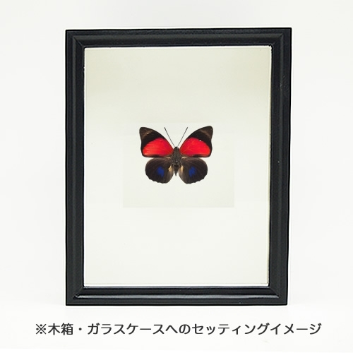 ルーゲンスミイロタテハ , タテハ蝶科標本 , 蝶の標本 販売・通販の