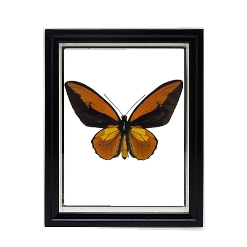 送料無料】アカメガネアゲハ(アカメガネトリバネアゲハ) , 蝶の標本