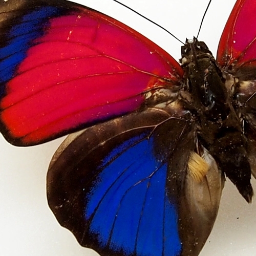 送料無料】アグリアス-クラウディナ-サルダナパラス(サンダナパルス