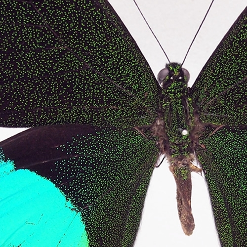 ルリモンアゲハ , 蝶の標本 販売・通販のNatureShop|モルフォや