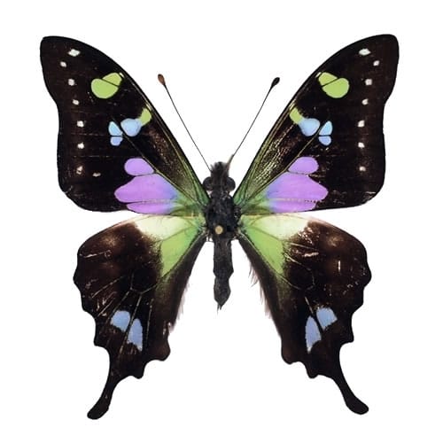 アオメガネアゲハ(アオメガネトリバネアゲハ) , 蝶の標本 販売・通販の