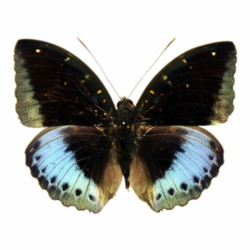カルナルリモンアゲハ , 蝶の標本 販売・通販のNatureShop|モルフォや