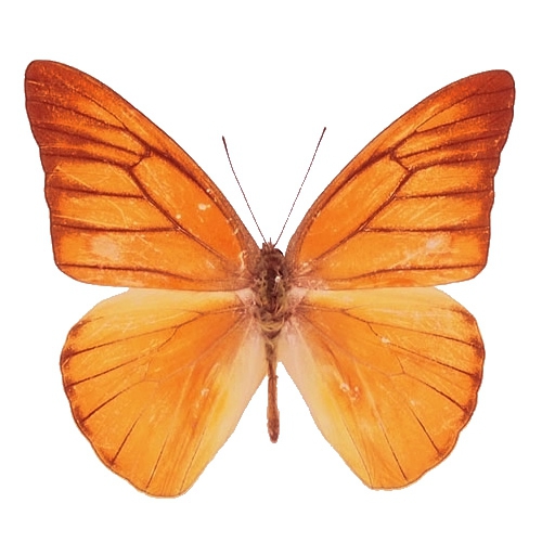 ベニシロチョウ , 蝶の標本 販売・通販のNatureShop|モルフォや
