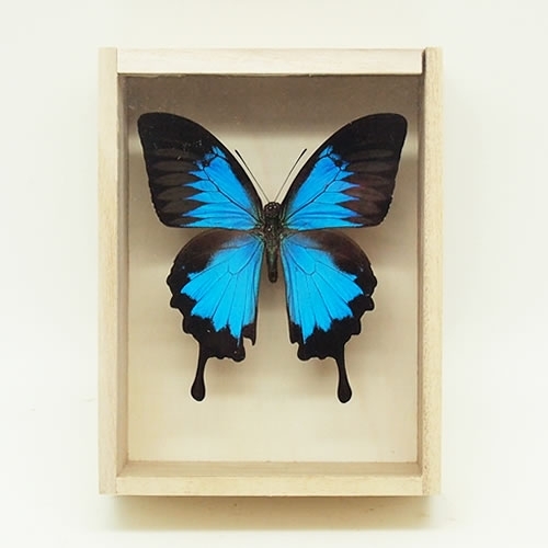 オオルリアゲハ , 蝶の標本 販売・通販のNatureShop|モルフォや