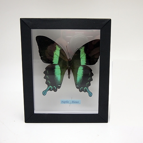 オオルリオビアゲハ , 蝶の標本 販売・通販のNatureShop|モルフォや