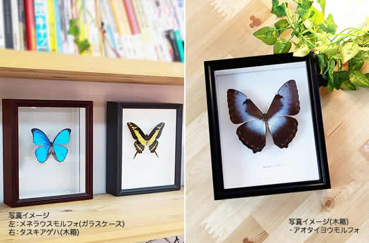 ゼフィリティスモルフォ , 蝶の標本 販売・通販のNatureShop|モルフォ