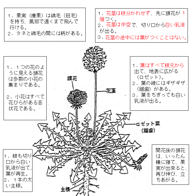 TampopoSetsumei.jpg