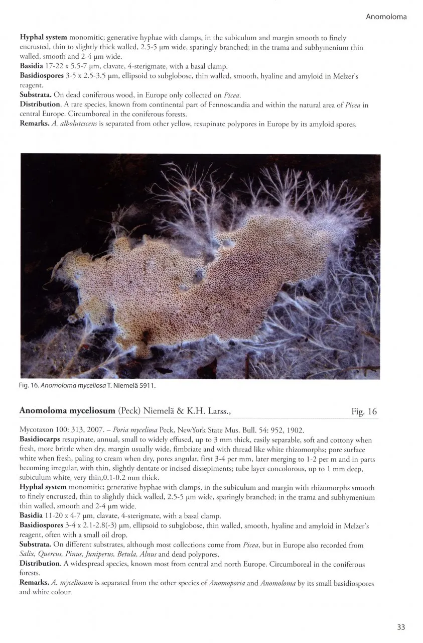 Poroid Fungi of Europe - Natur og Fritid
