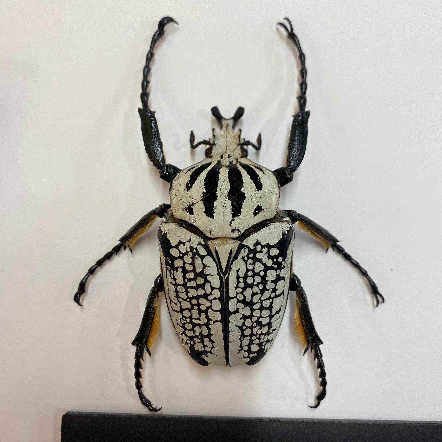 Goliathus orientalis Goliath Beetle