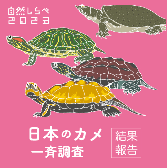 2023年「日本のカメ一斉調査」の調査結果まとまる アカミミガメ等カメ