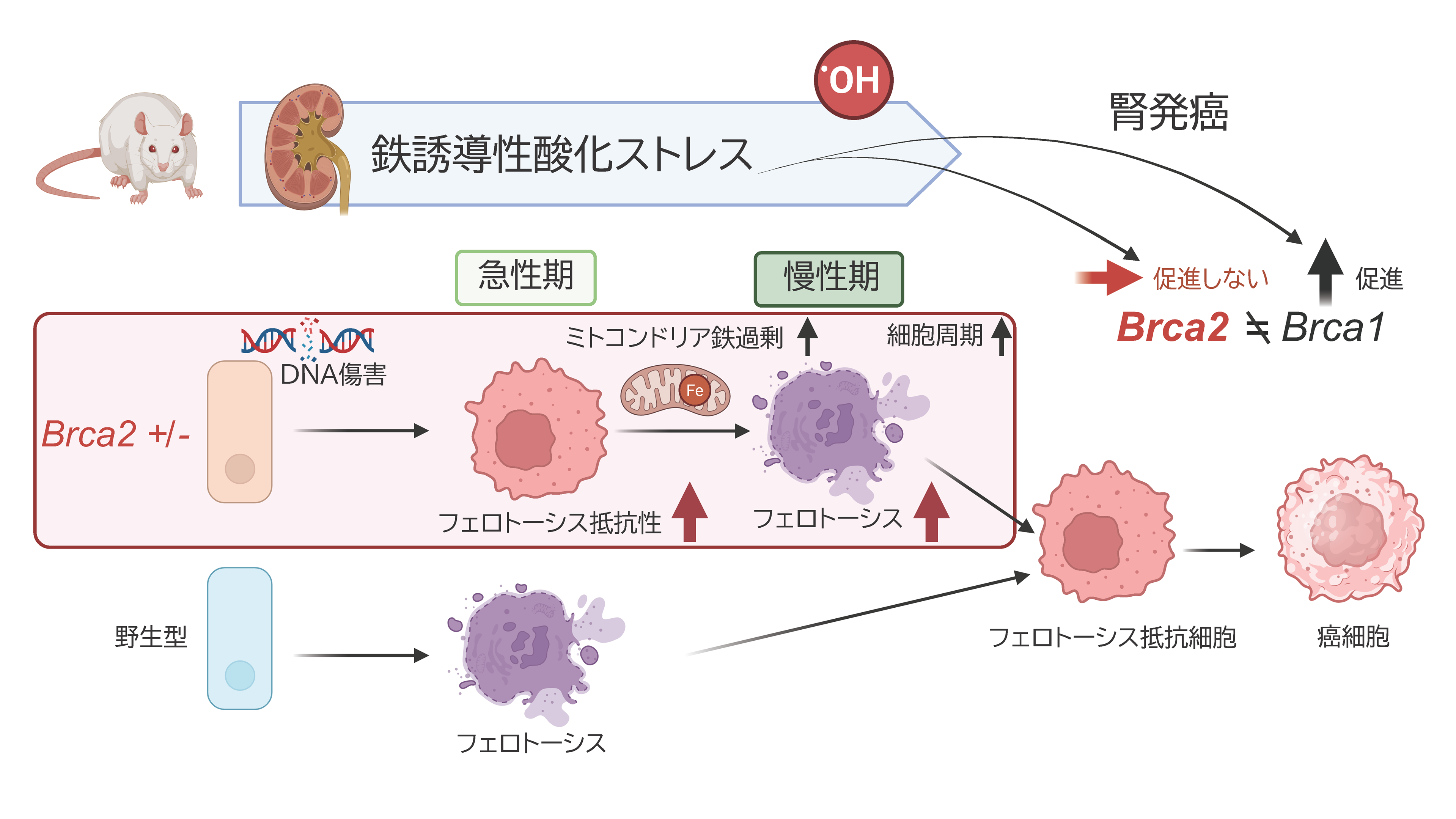 酸化ストレスはBRCA2変異による発がんを促進しない！ フェロトーシス