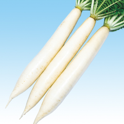 大根（だいこん） 白太郎大根なかはらのたね｜中原採種場