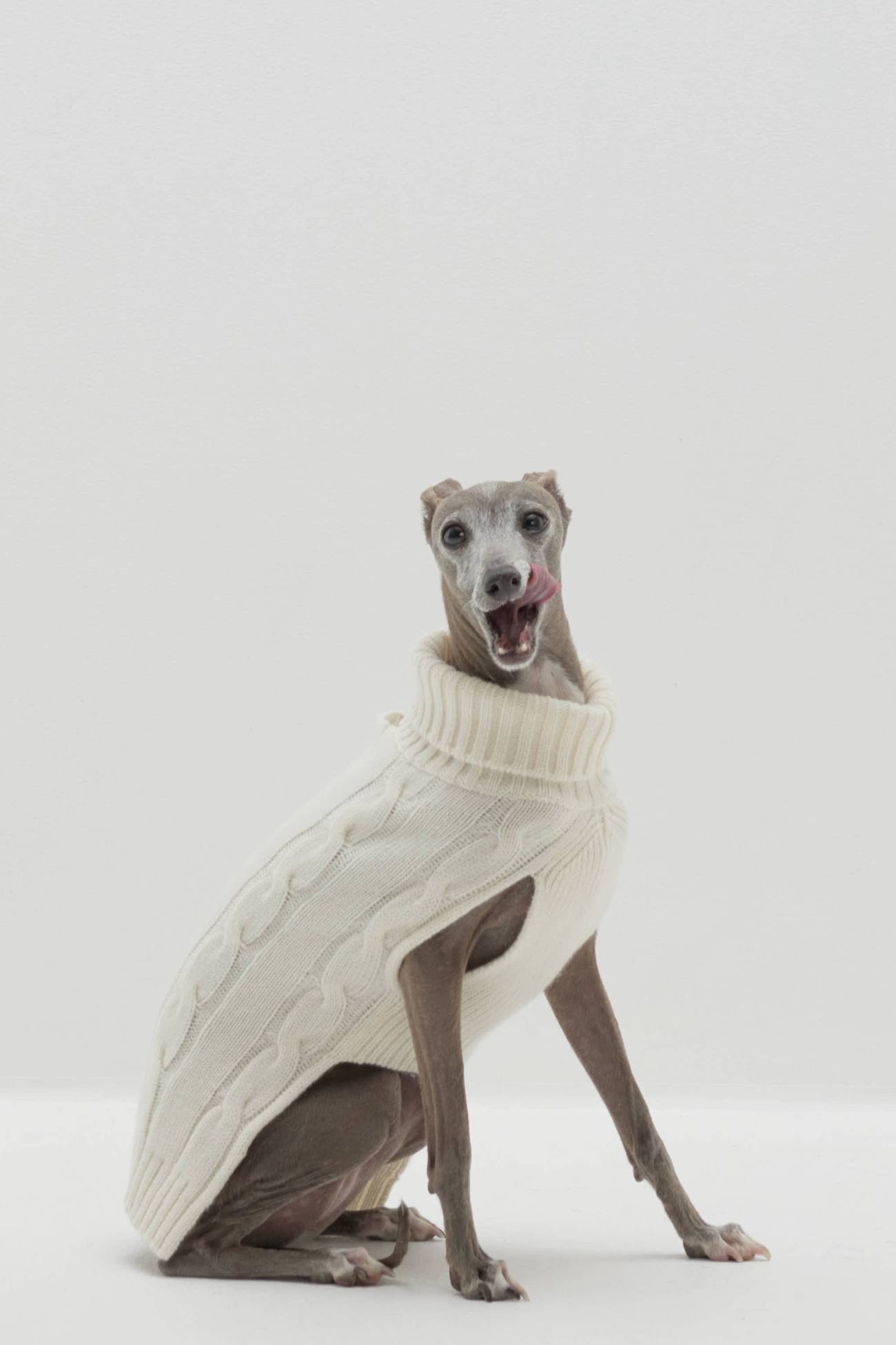 Pure Cashmere Cable Knit Dog Sweater – NAKEDCASHMERE
