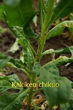 生理障害 | 農研機構