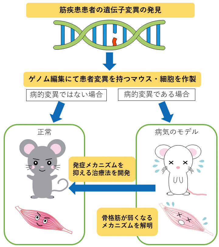 筋疾患の遺伝子変異を特定し 病気のメカニズムに迫る | 国立研究開発