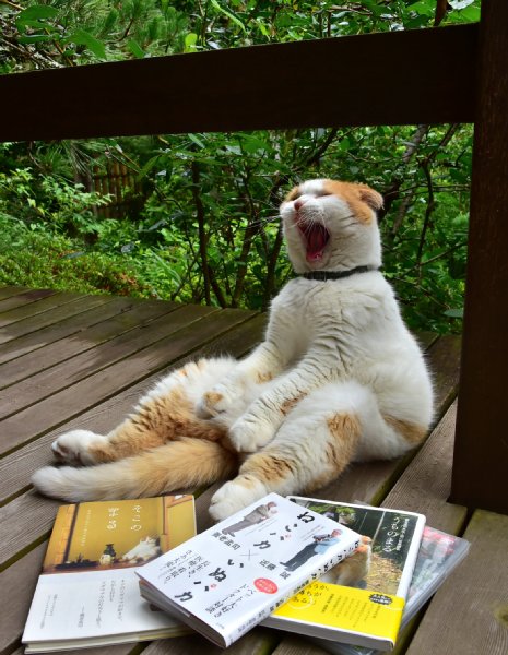 養老孟司氏の研究所に所属する営業部長猫 どすこい座り披露｜NEWS