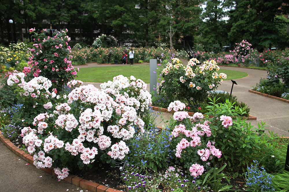 光が丘の「2024ローズガーデンフェスティバル」はバラだけじゃない