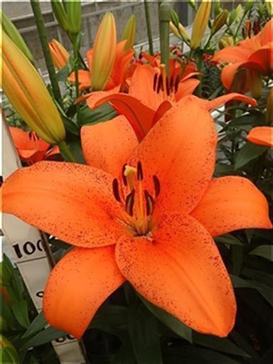 フォックスレイ | 株式会社中村農園