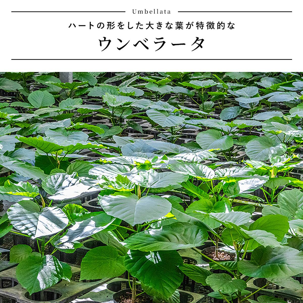 観葉植物】ウンベラータ(5号 プラ鉢付き ストライプ ホワイト