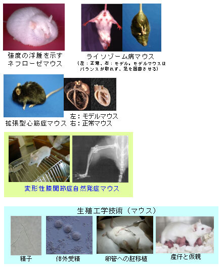 疾患モデル小動物研究室 | 国立研究開発法人 医薬基盤・健康・栄養研究所