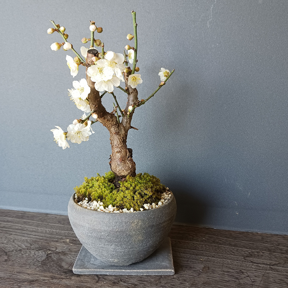 2026年開花終了】端正で香りよい花が人気の梅【白梅（はくばい）の盆栽