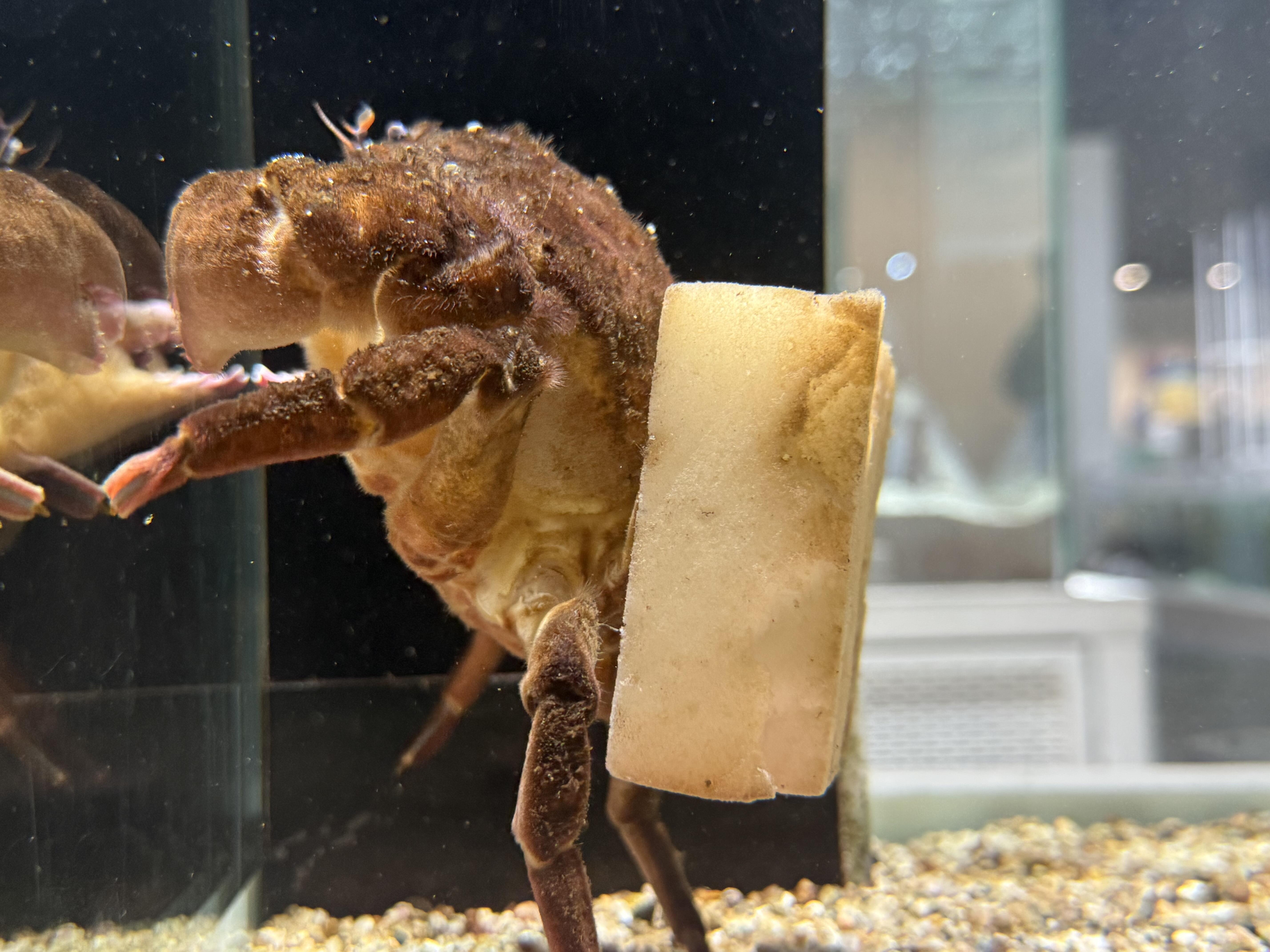 カイカムリコレクション｜ニフレルをさらに詳しく｜ニフレル