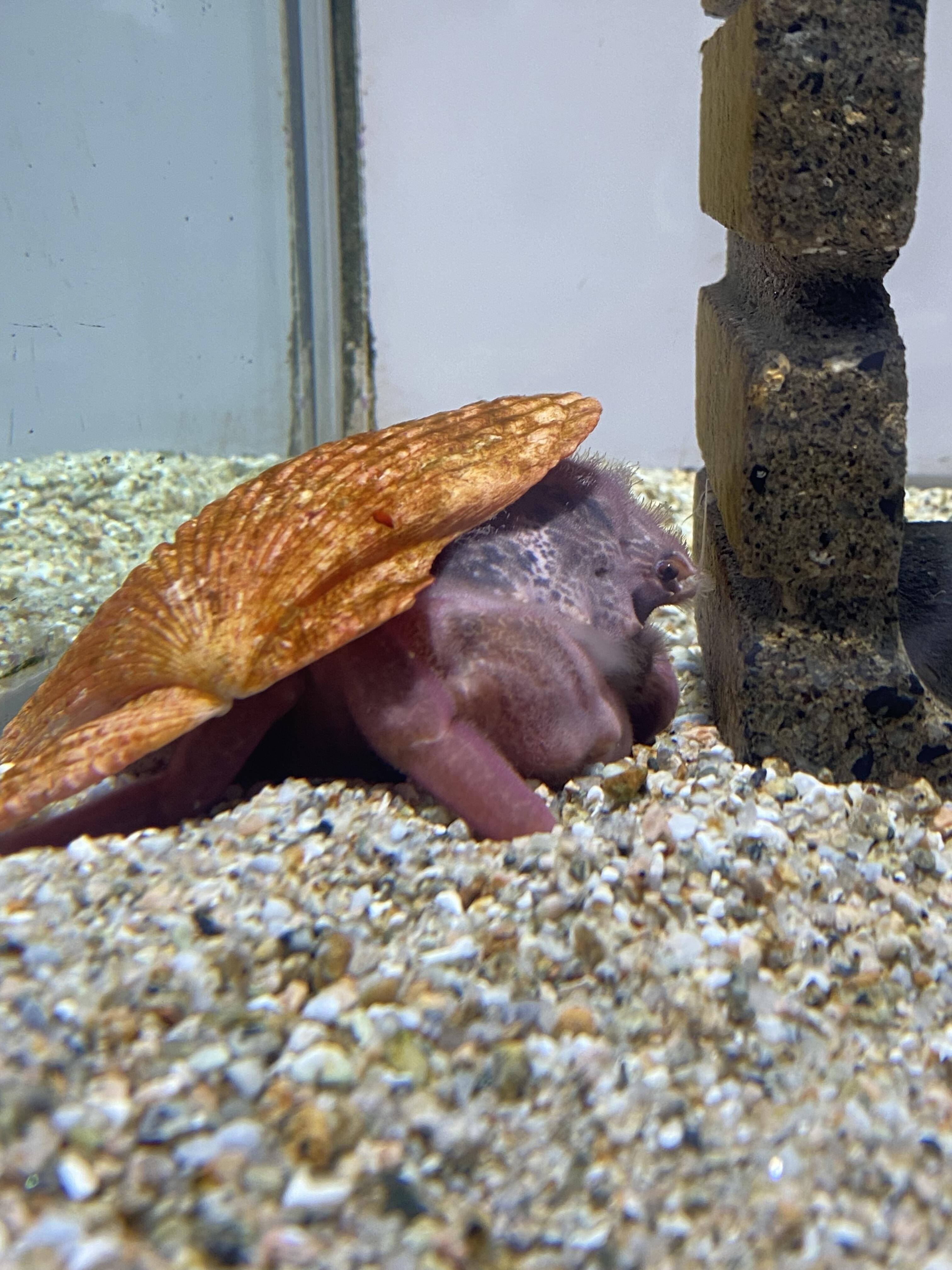 カイカムリコレクション｜ニフレルをさらに詳しく｜ニフレル