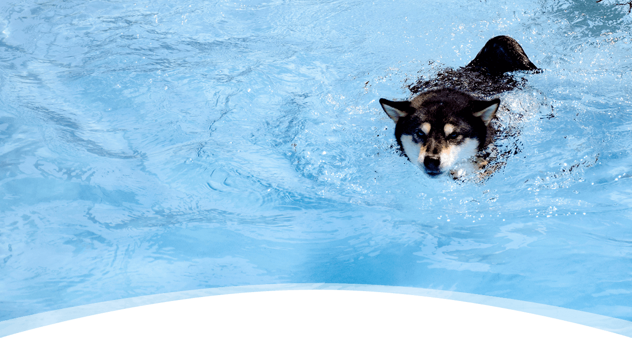 公益社団法人 日本犬保存会 – 日本犬保存会｜柴犬・紀州犬・四国犬