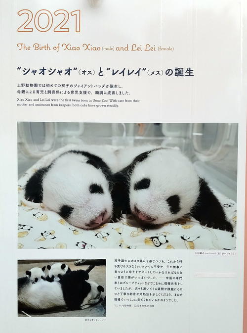 希少】上野歴代 パンダ 抄本 つなぐ 上野動物園 ジャイアントパンダの