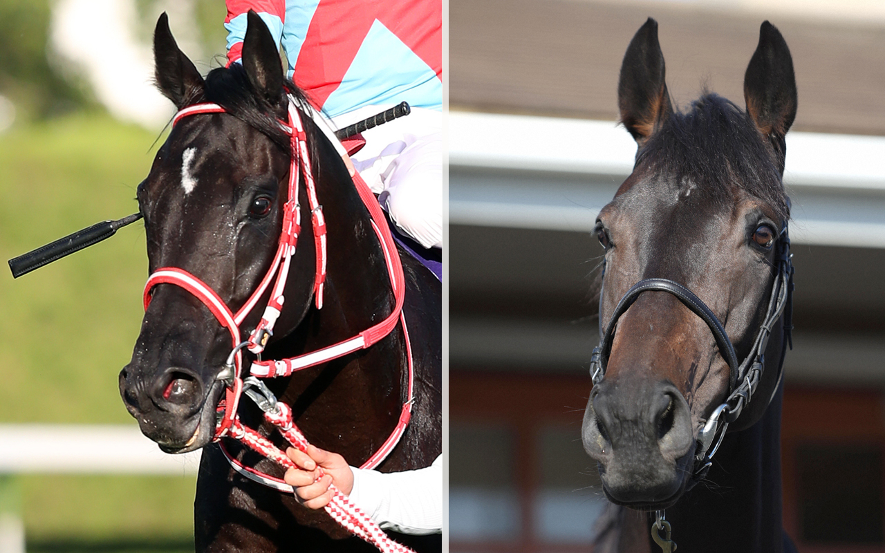 セレクトセール】「ロマン全開」「美しすぎる」デアリングタクト弟の