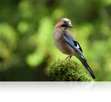 AF-S NIKKOR 200-500mm f/5.6E ED VR | Nikon India