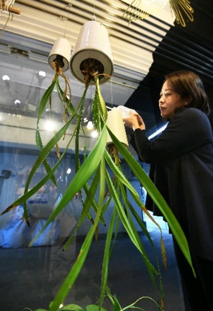 上下逆さの植木鉢で、天井からつるして植物観賞を楽しむ「スカイ
