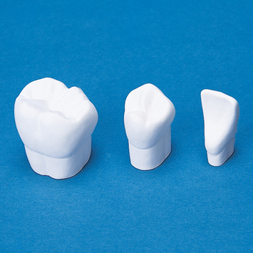 4倍大石こう製模型歯 [C4-304]｜株式会社ニッシン｜歯科模型・歯科材料