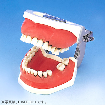 歯周外科領域｜株式会社ニッシン｜歯科模型・歯科材料のトップメーカー