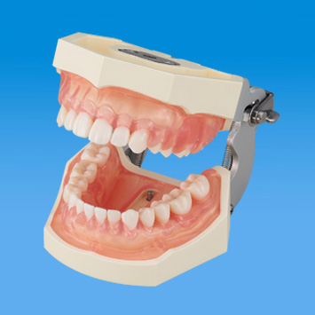 SRP実習用根分岐模型歯 [A2AN-736,737,739,738]｜株式会社ニッシン