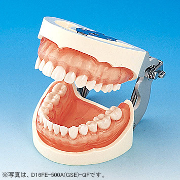 補綴修復実習用顎模型 [D16-500A(GSF)-QF](咬合器なし)｜株式会社