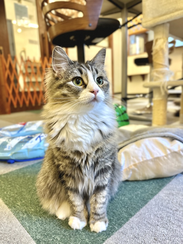 ねこスタッフ｜神戸で猫カフェなら cat cafe Nyanny
