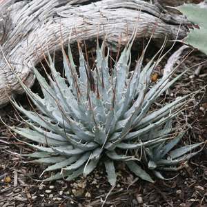 Agave utahensis var. eborispina at San Marcos Growers