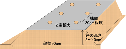 エダマメの育て方｜畑作園芸分野｜商品情報｜雪印種苗株式会社