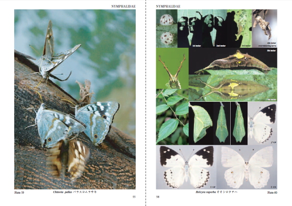 導入事例 「続アジア産蝶類生活史図鑑」 | 相談できる冊子印刷