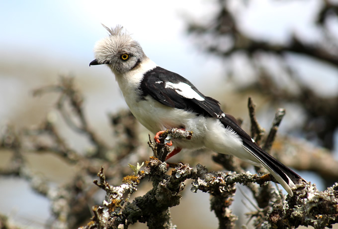 大谷力さん同行バードウォッチング企画 ケニアバードスペシャル｜西遊