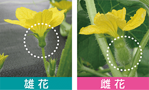 ころたんの作り方 交配・収穫｜ころたん｜タネ・苗・園芸用品・農業用