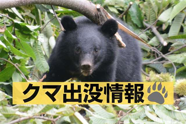 秋田市浜田の公園にクマ 朝に散歩中の50代男性が目撃｜秋田魁新報電子版