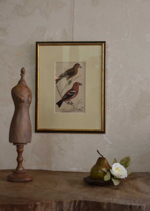 バード 絵画 インテリア ピクチャー イギリスアンティークAntique
