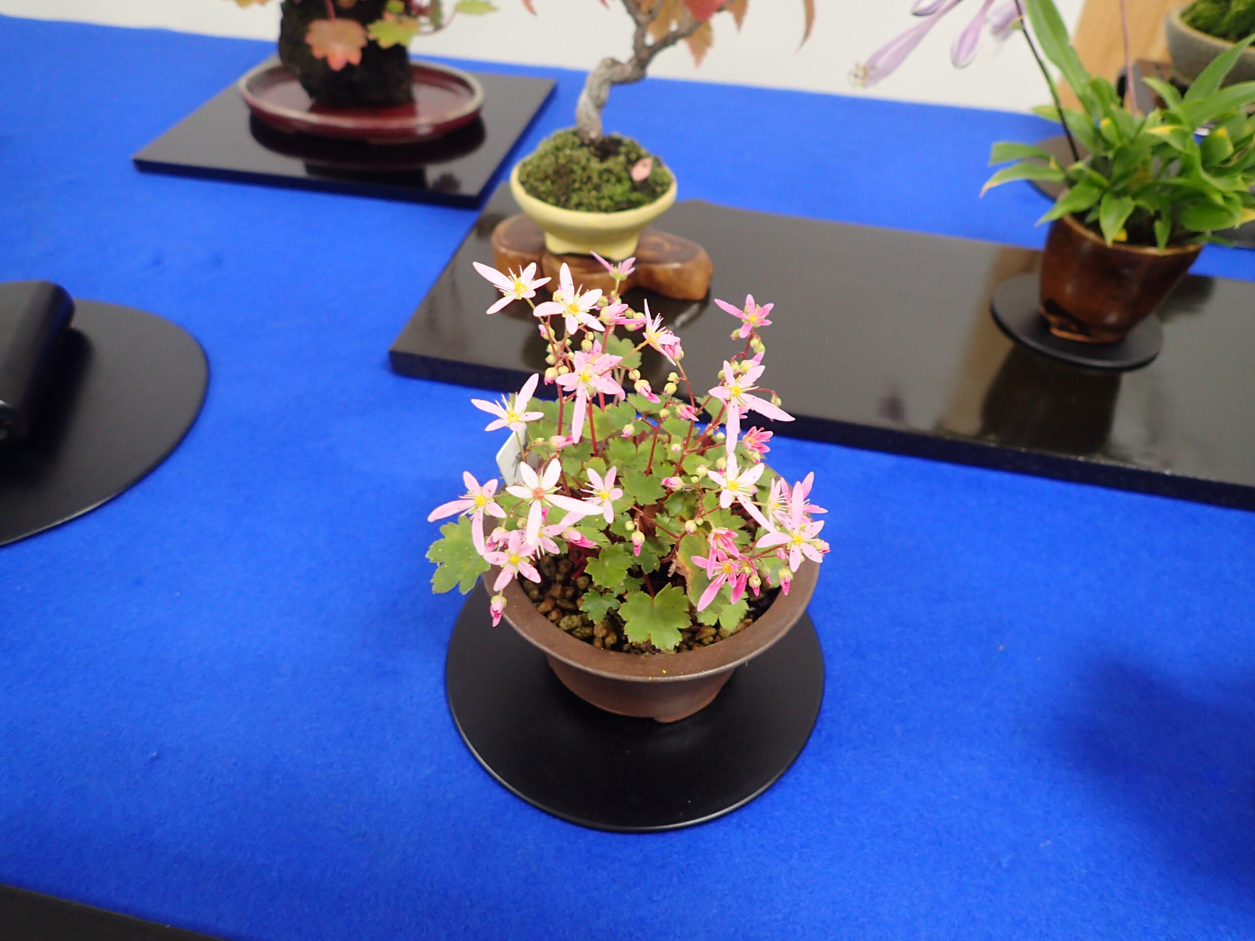 明日、10月17日より「秋のミニ盆栽と山野草展」がはじまります | 豊平