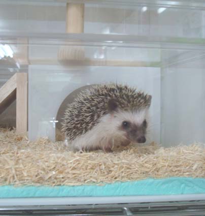 高級アクリルケージのご案内